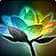 Infusion de lotus